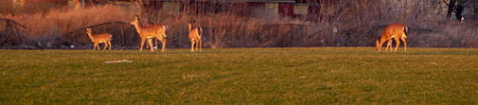 deer-thumb-505xauto-2285